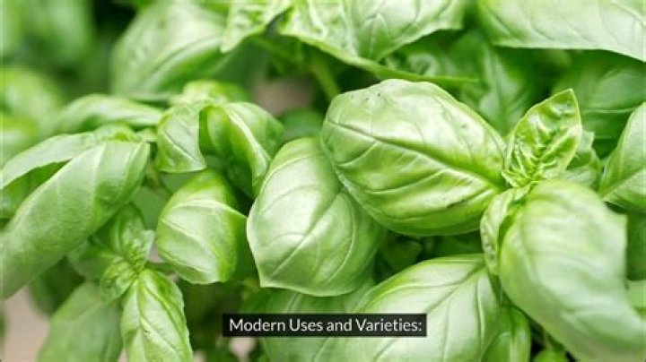 A Culinary And Medicinal Odyssey