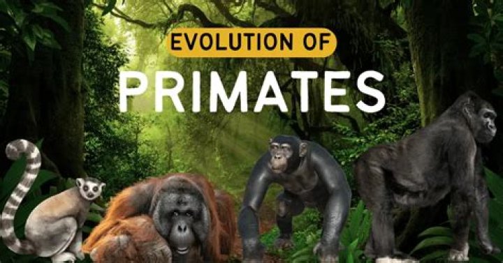 Age, Impact, And Primate Conservation