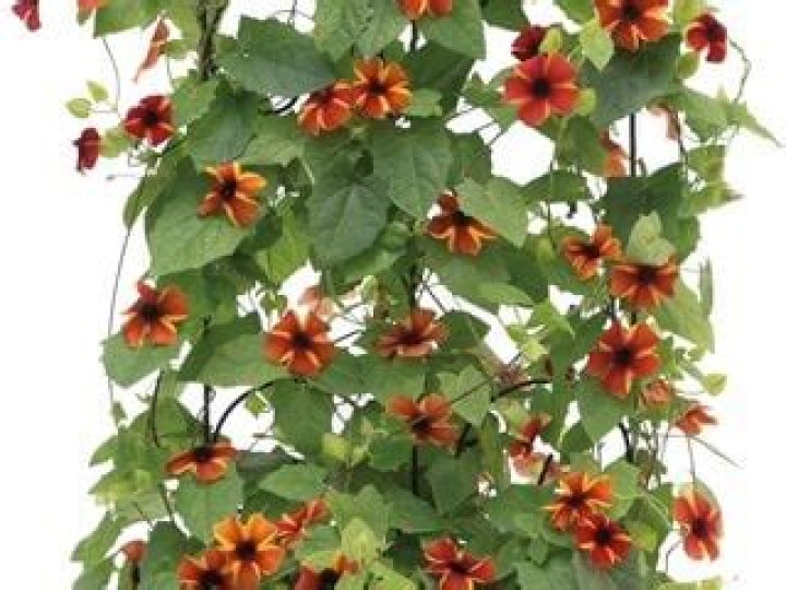 Are Black-Eyed Susans A Hidden Danger To Cats?