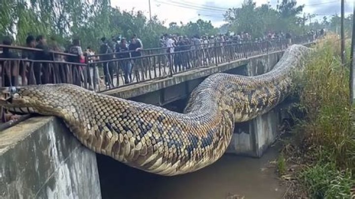 Exploring The "100ft Long Snake Congo"