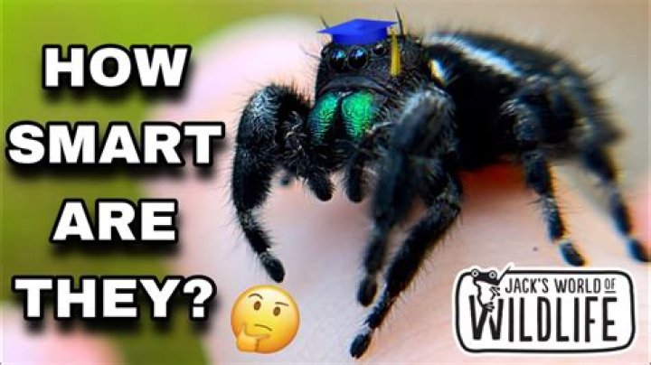 Smart Spiders: Amazing Hunting Tricks & Spider Intelligence!