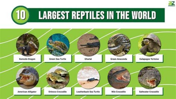 Uncover The Enigmatic World Of Large Reptiles Through Crosswords
