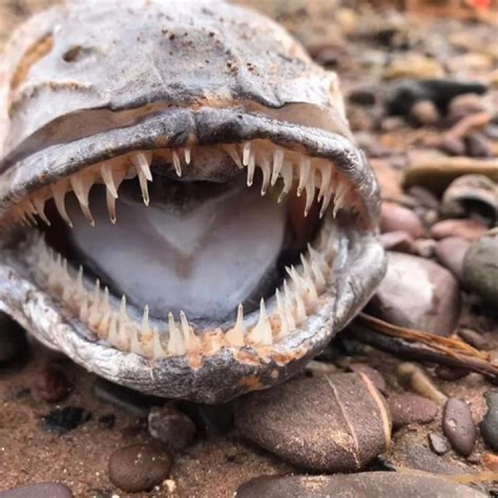 Uncovering The Power Of Their Sharp Teeth