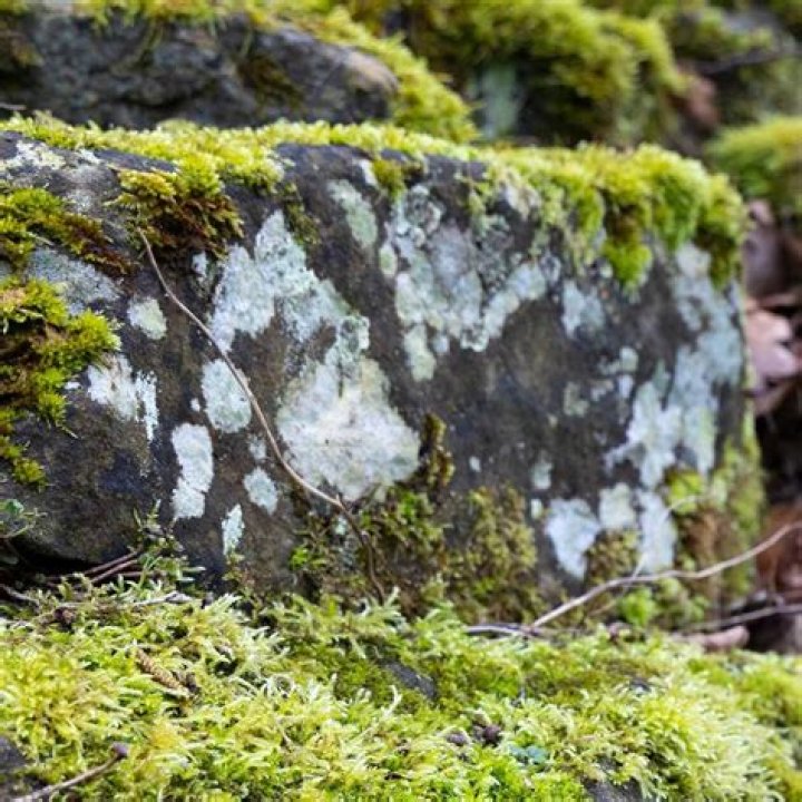 Unveiling The Hidden World Of Lichens: Discoveries From Josephine Tucker