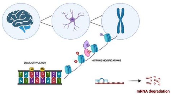 Unveiling The Secrets Of Zonamyk: A Revolutionary Antibiotic